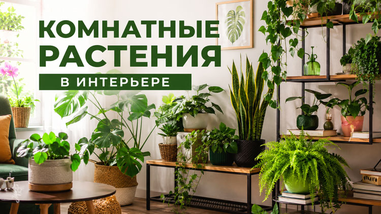 Комнатные растения в интерьере: идеи для стильного озеленения квартиры