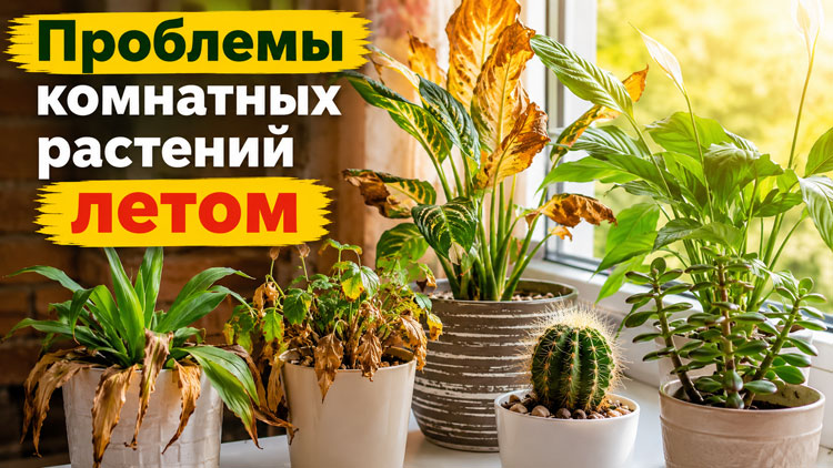 Проблемы комнатных растений летом