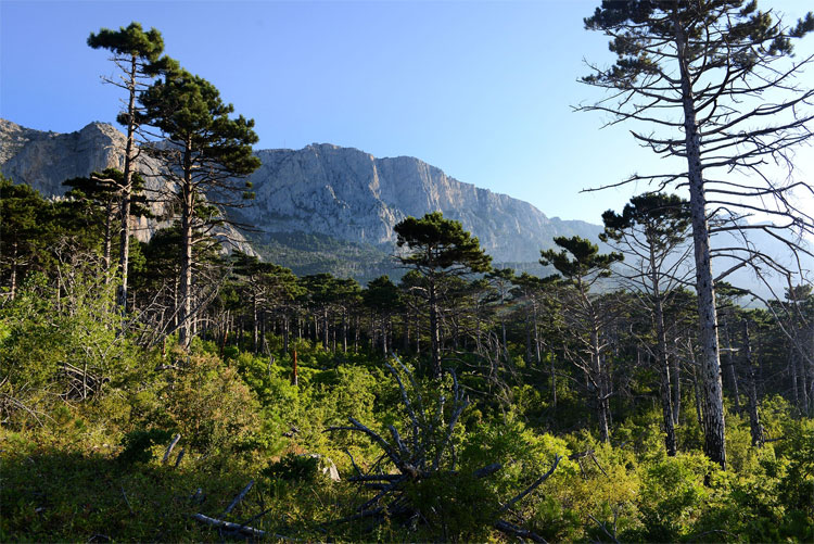 Симеиз, панорама с горы Кошка